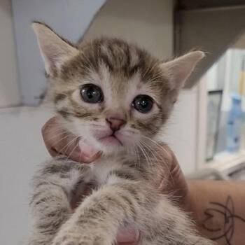 Domestic Short Hair Cats Available for Adoption in Los Angeles, California - Wrobleski | PetCurious