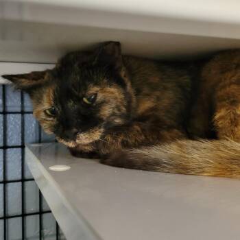 Domestic Short Hair Cats Available for Adoption in Ruckersville, Virginia - Emma! | PetCurious