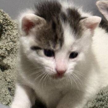 Elaina -  Domestic Short Hair Cat for Adoption in Philadelphia, Pennsylvania - Elaina | PetCurious