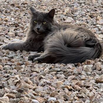 Smoke -  Domestic Long Hair Cat for Adoption in Las Vegas, Nevada - Smoke | PetCurious