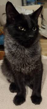 Domestic Medium Hair Cats Available for Adoption in Salinas, California - Frisco | PetCurious