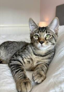 Maple -  Tabby Cat for Adoption in Burnaby, British Columbia - Maple | PetCurious