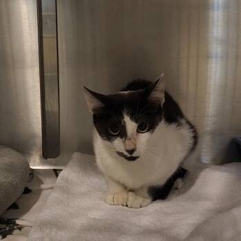 Tammy -  Domestic Short Hair Cat for Adoption in Charleston, South Carolina - Tammy | PetCurious