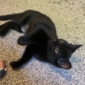 Nacho -  Domestic Short Hair Cat for Adoption in Medina, Ohio - Nacho | PetCurious