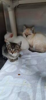 Dumbledore -  Domestic Short Hair Cat for Adoption in Georgetown, Ohio - Dumbledore | PetCurious