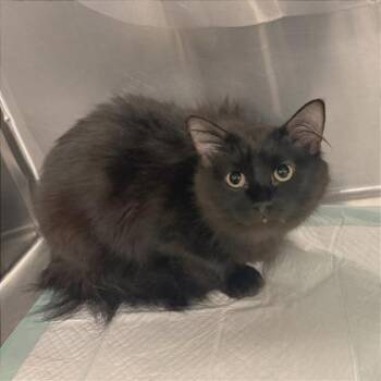 Star -  Domestic Medium Hair and Domestic Short Hair Cat for Adoption in Fort Worth, Texas - Star | PetCurious