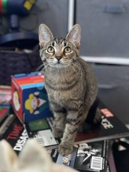 Iris -  Domestic Short Hair Cat for Adoption in Richmond, Kentucky - Iris | PetCurious