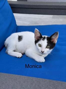 Monica -  Domestic Short Hair Cat Available for Adoption in West Palm Beach, Florida - Monica | PetCurious