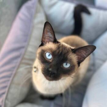 Siamese Cats Available for Adoption in Las Vegas, Nevada - Khaleesi | PetCurious