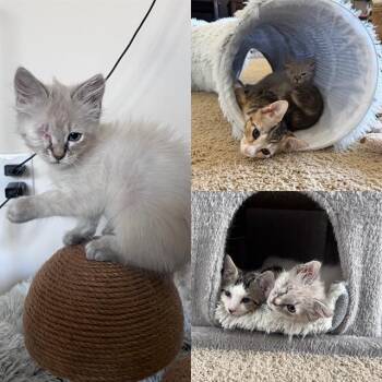 MINATO -  Domestic Medium Hair Cat for Adoption in Kent, Washington - MINATO | PetCurious