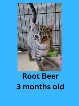 Root Beer -  Domestic Short Hair Cat for Adoption in Ravenna, Ohio - Root Beer | PetCurious