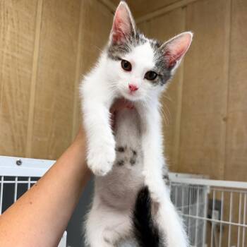 Tonka -  Domestic Short Hair Cat for Adoption in New York, New York - Tonka | PetCurious