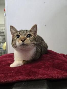Domestic Short Hair Cats Available for Adoption - Roxie | PetCurious
