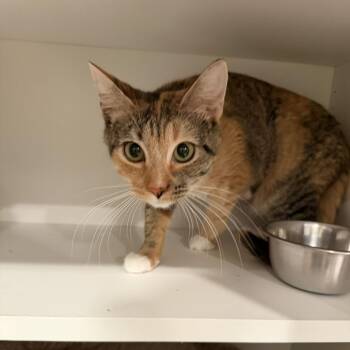 Maxie -  Domestic Short Hair Cat for Adoption in Alexandria, Virginia - Maxie | PetCurious