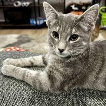 Juniper -  Domestic Short Hair Cat for Adoption in Bristol, Indiana - Juniper | PetCurious