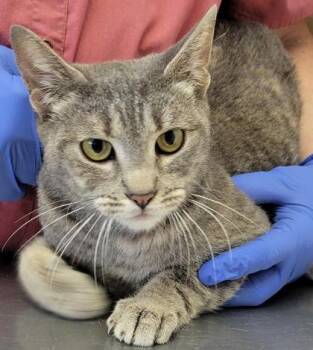 Agate -  Domestic Short Hair Cat for Adoption in Eugene, Oregon - Agate | PetCurious