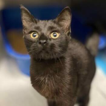 Domestic Short Hair Cats Available for Adoption in Concord, North Carolina - Lestat | PetCurious