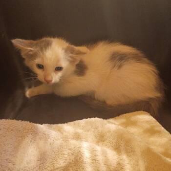 Huddle House -  Domestic Short Hair Cat for Adoption in Lynchburg, Virginia - Huddle House | PetCurious
