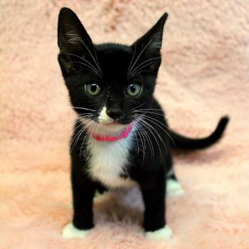 Pinkalicious -  Domestic Short Hair Cat for Adoption in Auburn, Alabama - Pinkalicious | PetCurious