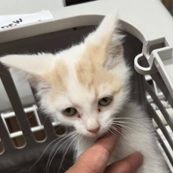 Alice -  Domestic Short Hair Cat for Adoption in Leander, Texas - Alice | PetCurious