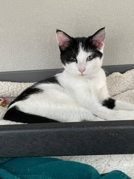 Rescue Domestic Short Hair Cats for Adoption in New Philadelphia, Ohio - Wade Ripple | PetCurious