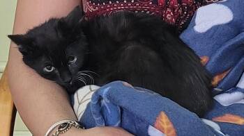 Domestic Short Hair Cats Available for Adoption - Simon | PetCurious