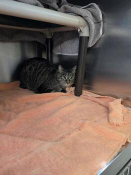 Domestic Short Hair Cats Available for Adoption in Montreal, Quebec - Yucca (Lucy) | PetCurious