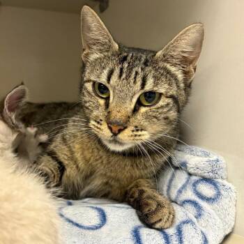 Jane (queen) -  Domestic Short Hair Cat for Adoption in Redwood City, California - Jane (queen) | PetCurious