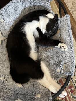 Martina (Bonded with Lady) -  Domestic Short Hair and Tuxedo Cat for Adoption in Walled Lake, Michigan - Martina (Bonded With Lady) | PetCurious