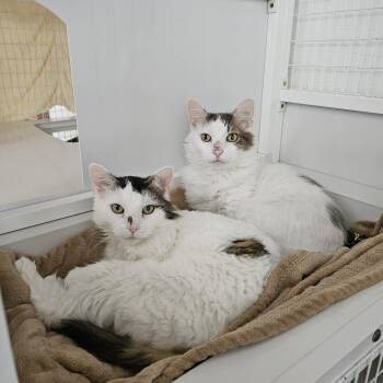 Domestic Long Hair Cats Available for Adoption in Melbourne, Florida - Holly And Snowflake | PetCurious