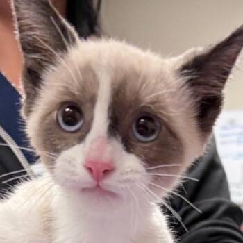 Doralee -  Domestic Short Hair Cat for Adoption in Reno, Nevada - Doralee | PetCurious