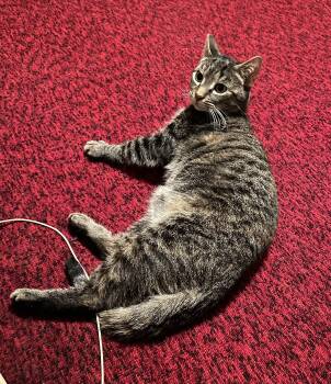 Rescue Tabby Cats for Adoption in Johnstown, Pennsylvania - Charlie | PetCurious