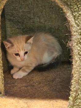 Arthur -  Domestic Medium Hair Cat for Adoption in Glenwood City, Wisconsin - Arthur | PetCurious