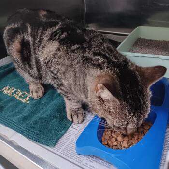 Domestic Short Hair Cats Available for Adoption in Auburn, Alabama - Raja | PetCurious