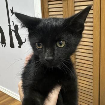 Mad Max -  Domestic Short Hair Cat for Adoption in Corbin, Kentucky - Mad Max | PetCurious
