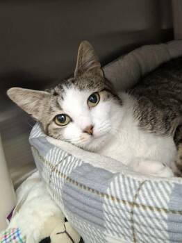 Domestic Short Hair Cats Available for Adoption - Whisper | PetCurious