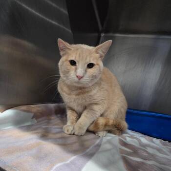 Domestic Short Hair Cats Available for Adoption - Legato | PetCurious