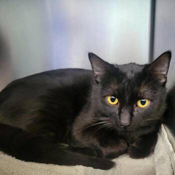 Argyle -  Domestic Short Hair Cat Available for Adoption in Walker, Michigan - Argyle | PetCurious