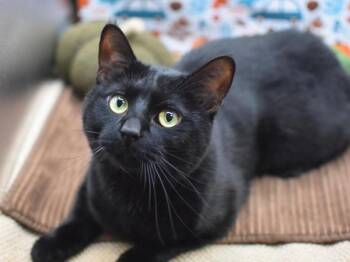 Rescue Domestic Short Hair Cats for Adoption in Portland, Oregon - Mattie | PetCurious