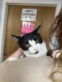 Rescue Domestic Short Hair Cats for Adoption in West Mifflin, Pennsylvania - Vernita Green | PetCurious