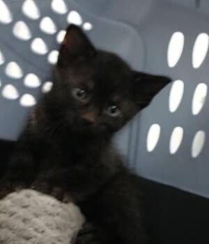 FREDERICK -  Domestic Short Hair Cat for Adoption in Fort Lauderdale, Florida - FREDERICK | PetCurious