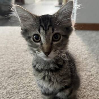 Totoro -  Domestic Medium Hair and Domestic Short Hair Cat for Adoption in Fort Collins, Colorado - Totoro | PetCurious