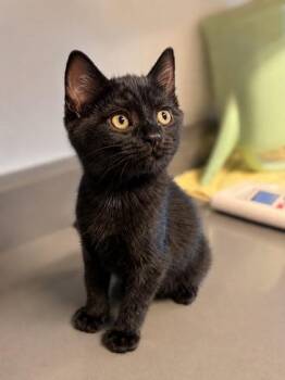 Pinot -  Domestic Medium Hair Cat for Adoption in Orland Hills, Illinois - Pinot | PetCurious