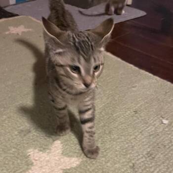 Fred -  Domestic Short Hair Cat for Adoption in Springboro, Ohio - Fred | PetCurious