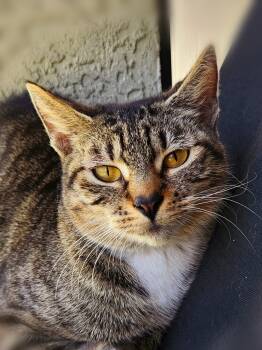 Rescue Domestic Short Hair and Tabby Cats for Adoption in Brandon, Florida - Cheyenne | PetCurious