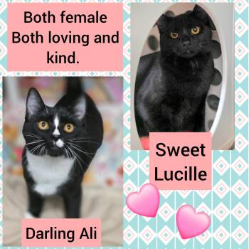 Ali and Lucille (Bonded pair) -  Domestic Short Hair Cat for Adoption in Beaverton, Oregon - Ali And Lucille (Bonded Pair) | PetCurious