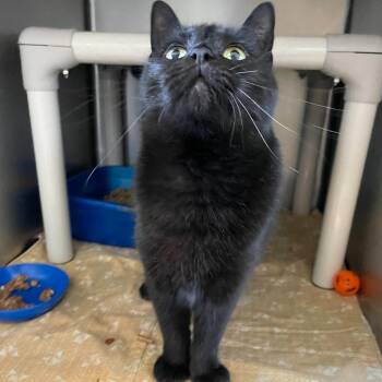 Domestic Short Hair Cats Available for Adoption - Roxy | PetCurious