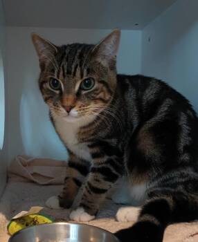 Olly -  Domestic Short Hair Cat for Adoption in Hyde Park, New York - Olly | PetCurious