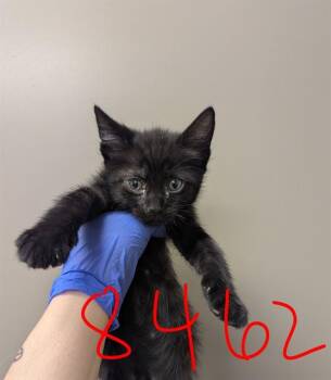 Domestic Short Hair Cats Available for Adoption in Ontario, California - MJ | PetCurious