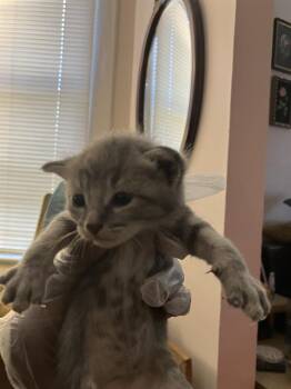 Rescue Domestic Medium Hair Cats for Adoption in Dallas, Texas - MERA | PetCurious